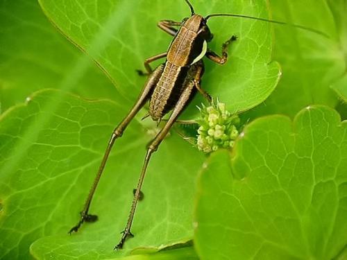 Decticinae